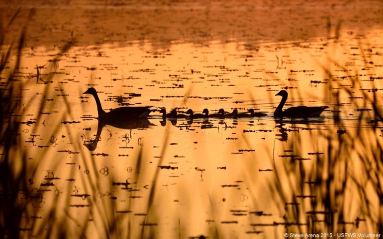 Wetland